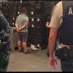 Intervienen en Dos Hermanas más de 1.000 kilos de droga escondida en cocos